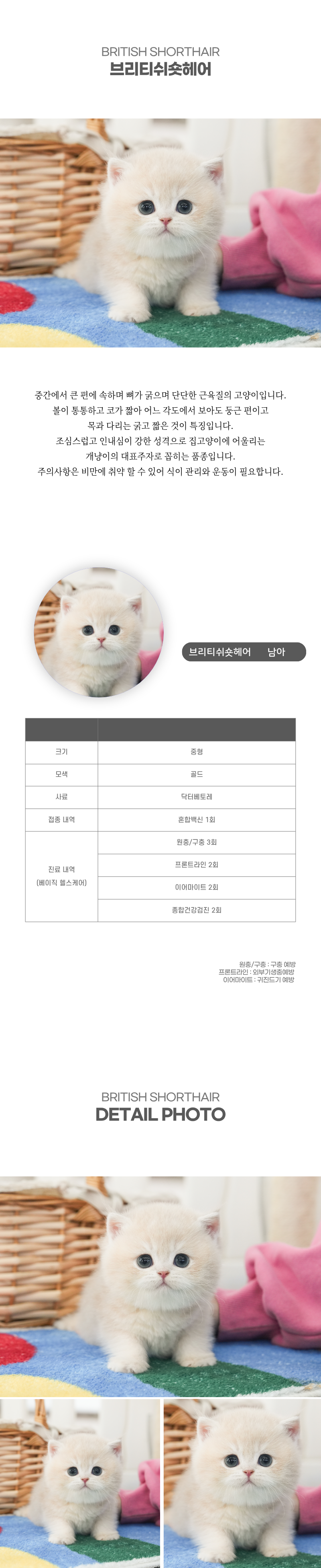 브리티쉬숏헤어_상세이미지_2